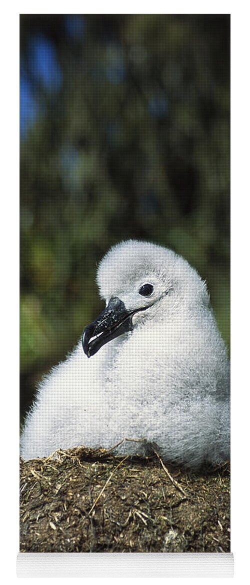 Feb0514 Yoga Mat featuring the photograph Campbell Albatross Young Chick Campbell by Tui De Roy