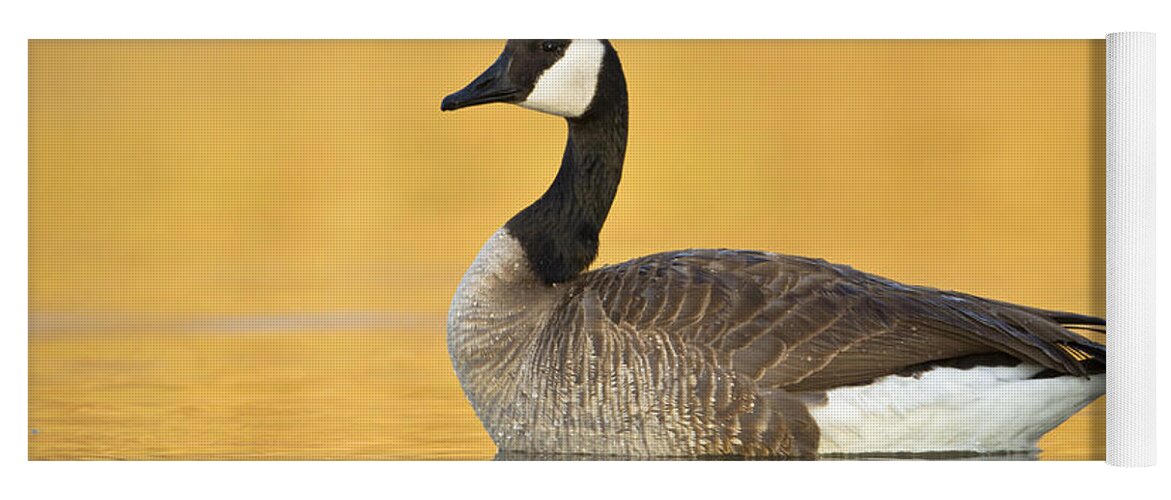Goose Yoga Mat featuring the photograph Canada goose at sunrise by Bryan Keil