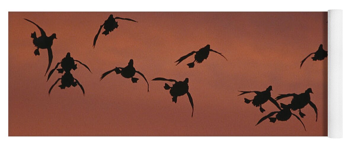 Feb0514 Yoga Mat featuring the photograph Canvasbacks Landing At Sunrise by Tom Vezo