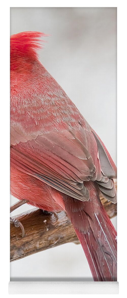 Ornithology Yoga Mat featuring the photograph Cardinal Male in Winter by A Macarthur Gurmankin