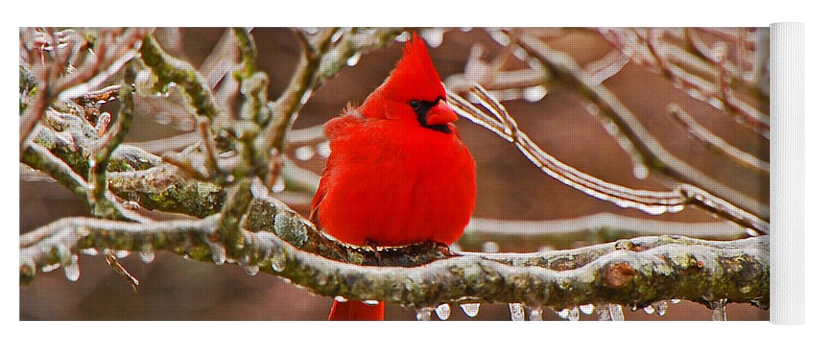 Avian Yoga Mat featuring the photograph Cardinal by Mary Carol Story
