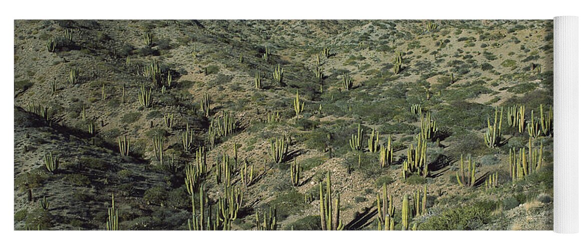 Feb0514 Yoga Mat featuring the photograph Cardon Cactus Forest Baja California by Tui De Roy