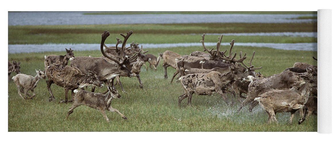 Animal Yoga Mat featuring the photograph Caribou And Oilfields by Ron Sanford