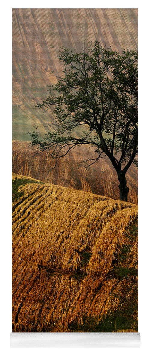 Landscape Yoga Mat featuring the photograph Carpet fields of Moravia by Jaroslaw Blaminsky