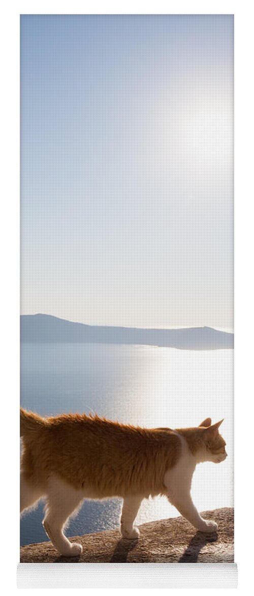 Cat Yoga Mat featuring the photograph Cat walking on a wall Santorini Greece by Matteo Colombo
