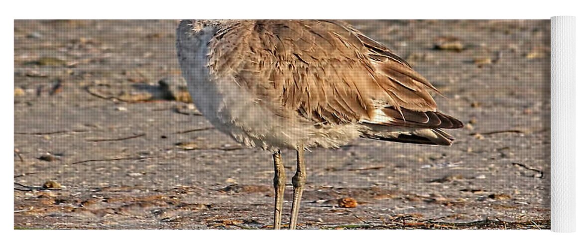 Willet Yoga Mat featuring the photograph Catching Some Zzzzzs by HH Photography of Florida