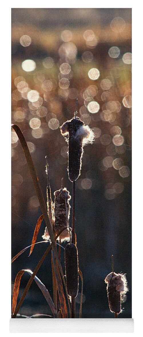 Marsh Yoga Mat featuring the photograph Cattail Morning Dew by Allan Van Gasbeck