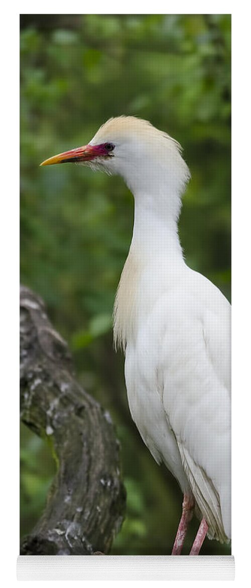 Cattle Egret Yoga Mat featuring the photograph Cattle Egret by Steev Stamford