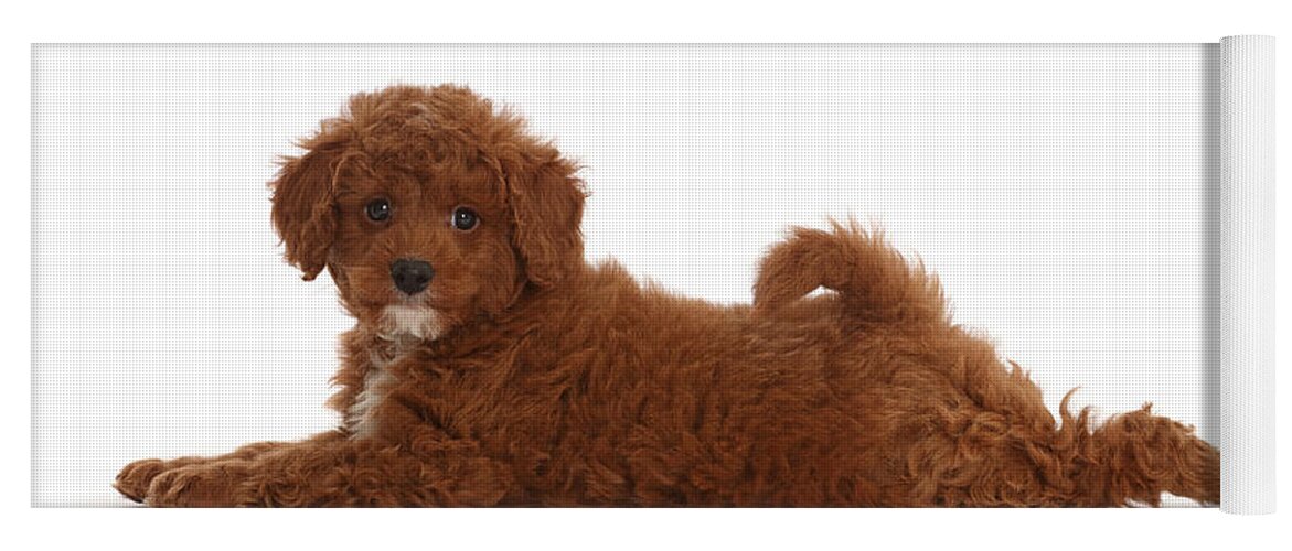 Animals Yoga Mat featuring the photograph Cavapoo Puppy Lying Stretched by Mark Taylor