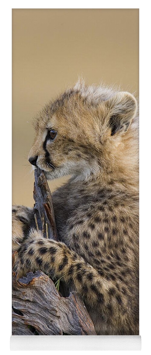 Suzi Eszterhas Yoga Mat featuring the photograph Cheetah Cub Maasai Mara Reserve by Suzi Eszterhas