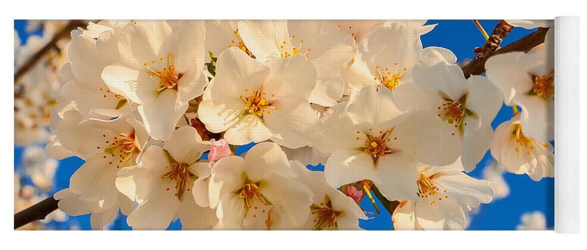 2012 Centennial Celebration Yoga Mat featuring the photograph Cherry Blossom Macro by Jeff at JSJ Photography