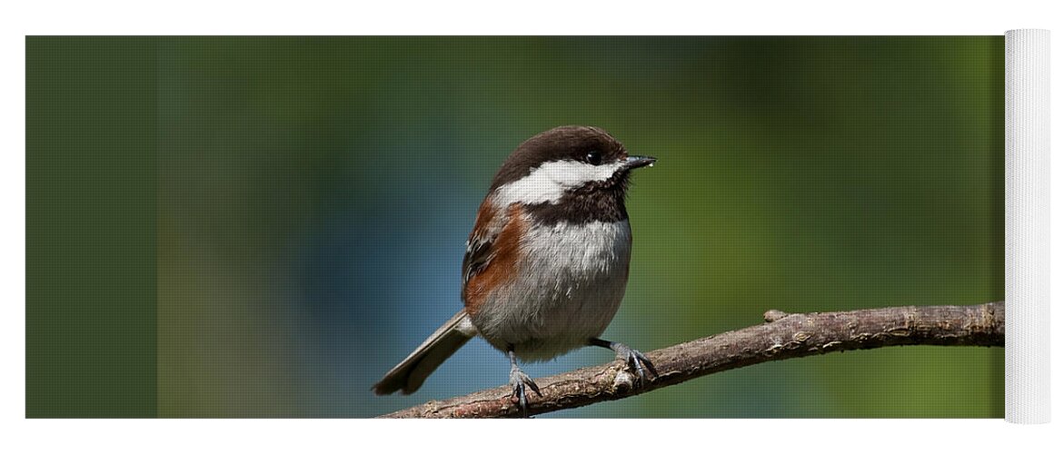 Animal Yoga Mat featuring the photograph Chestnut Backed Chickadee Perched on a Branch by Jeff Goulden