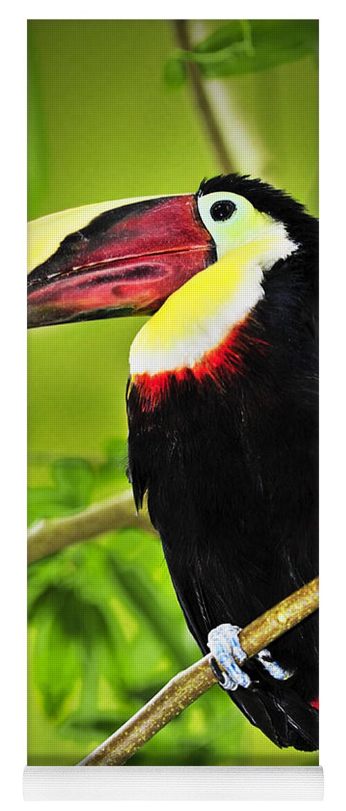 Chestnut Yoga Mat featuring the photograph Chestnut Mandibled Toucan by Elena Elisseeva