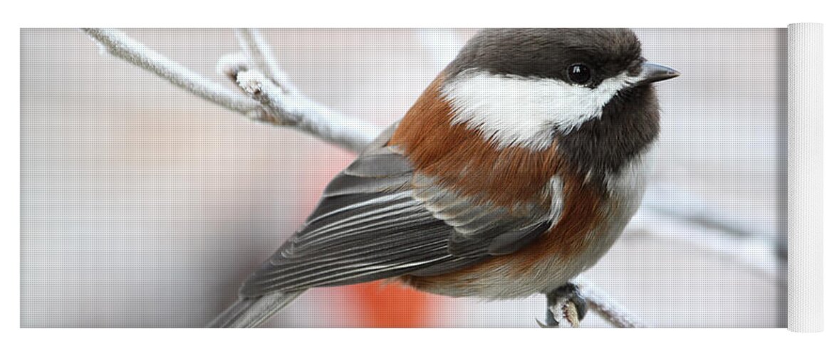 Chickadee Yoga Mat featuring the photograph Chickadee in Winter by Peggy Collins