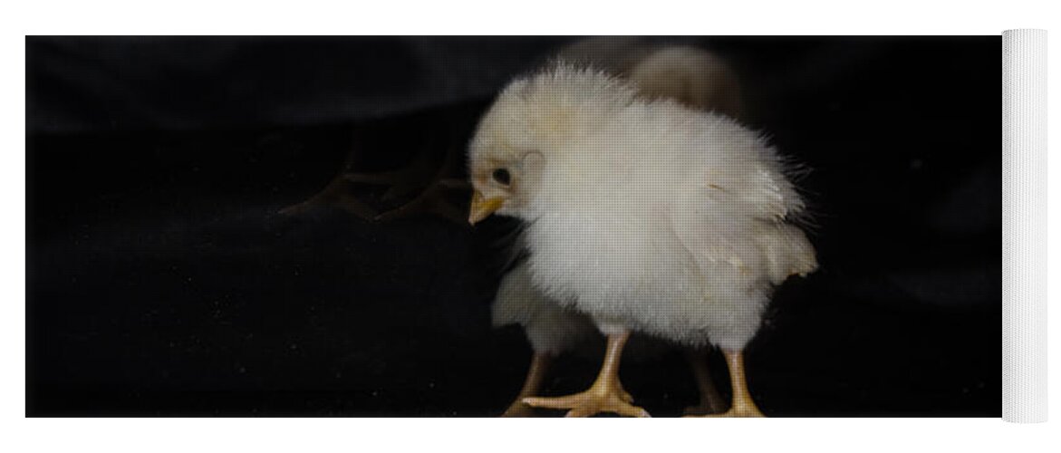 Chicken Yoga Mat featuring the photograph Chicken Dance by Donna Brown