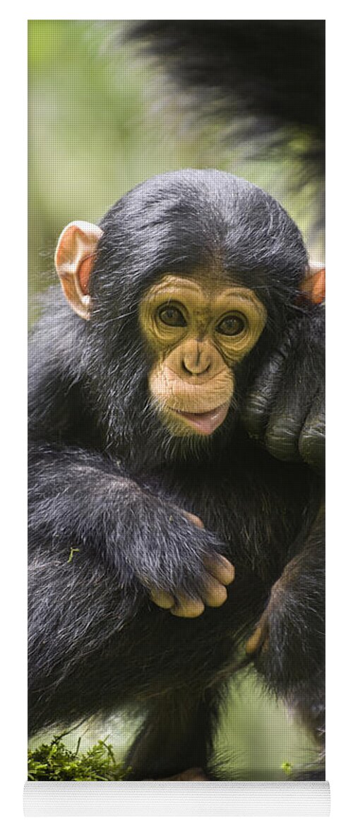 Feb0514 Yoga Mat featuring the photograph Chimpanzee Infant Uganda by Suzi Eszterhas