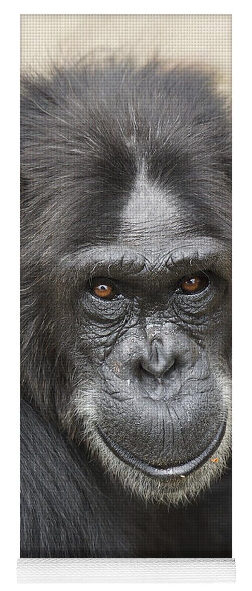 Hiroya Minakuchi Yoga Mat featuring the photograph Chimpanzee Portrait Ol Pejeta by Hiroya Minakuchi