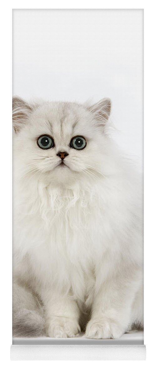 Cat Yoga Mat featuring the photograph Chinchilla Persian Kitten by Jean-Michel Labat