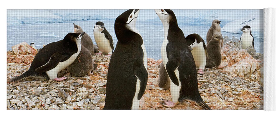 00345557 Yoga Mat featuring the photograph Chinstrap Penguin Colony at Spigot Point by Yva Momatiuk John Eastcott