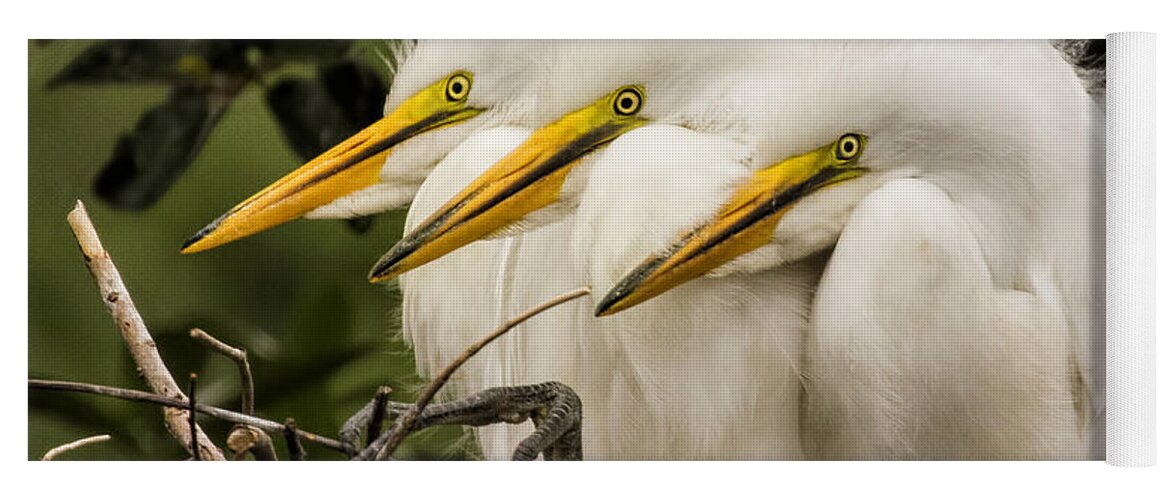 Egret Yoga Mat featuring the photograph Chow Line by Priscilla Burgers