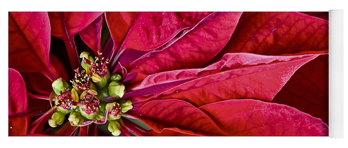 Bloom Yoga Mat featuring the photograph Christmas Petals by Christi Kraft