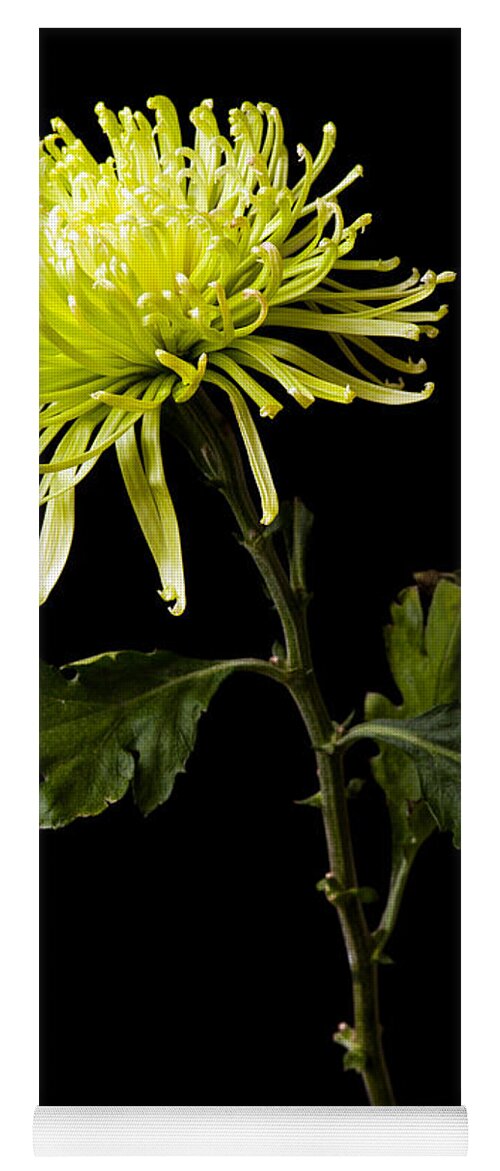 Green Yoga Mat featuring the photograph Chrysanthemum by Sennie Pierson
