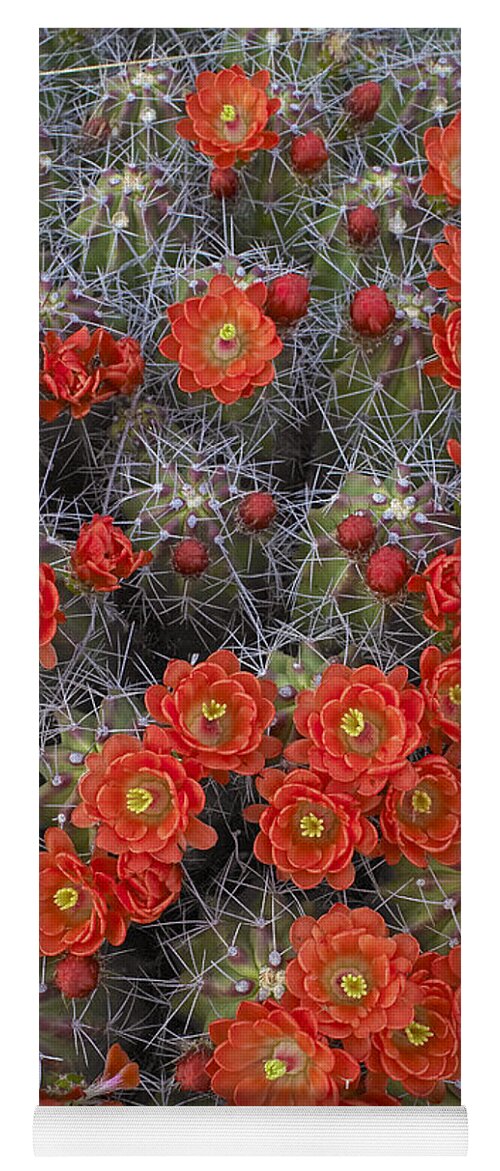 Feb0514 Yoga Mat featuring the photograph Claret Cup Cactus Flowers Detail by Tim Fitzharris