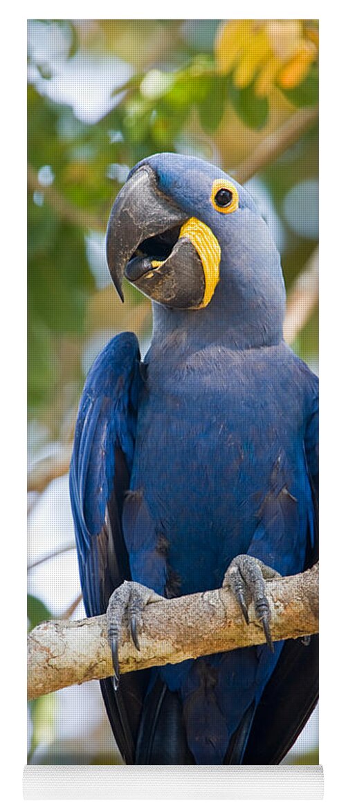 Photography Yoga Mat featuring the photograph Close-up Of A Hyacinth Macaw by Panoramic Images