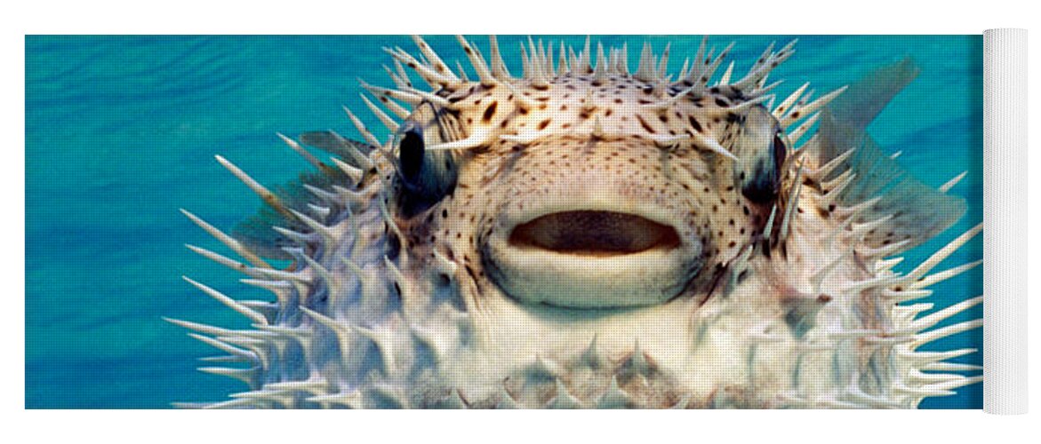 Close-up Of A Puffer Fish, Bahamas Yoga Mat