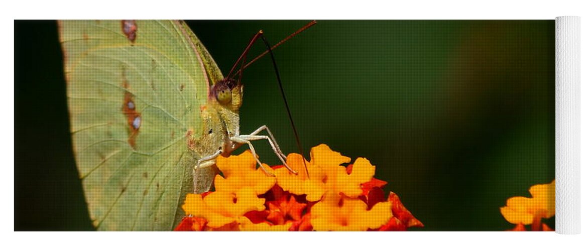 Butterfly Photography Yoga Mat featuring the photograph Closeness by Reid Callaway