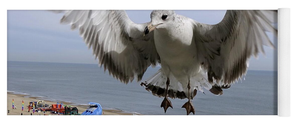 Virginia Beach Yoga Mat featuring the photograph Closeup Of Hovering Seagull by Rick Rosenshein