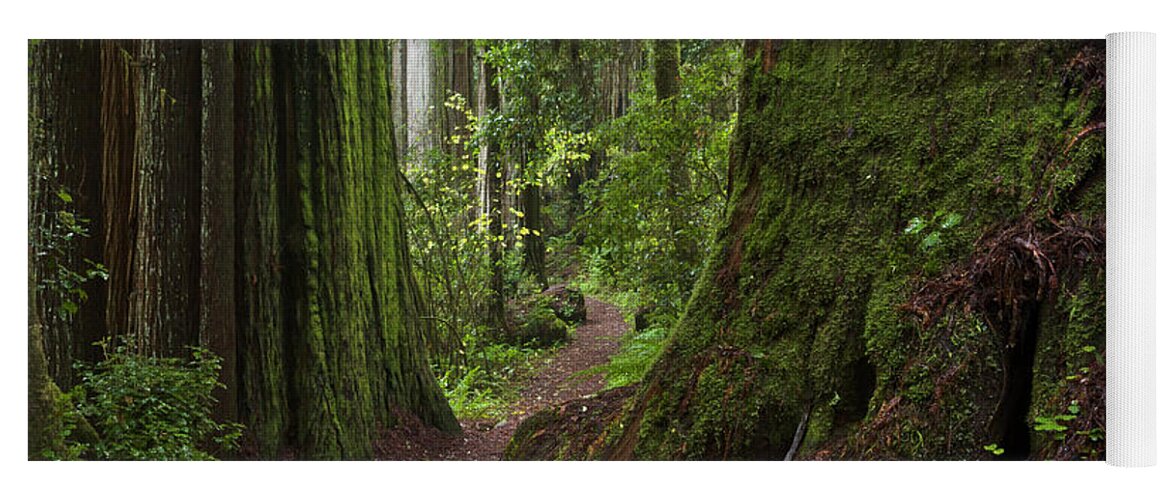 00559271 Yoga Mat featuring the photograph Coast Redwoods and Path Redwood Natl by Yva Momatiuk John Eastcott