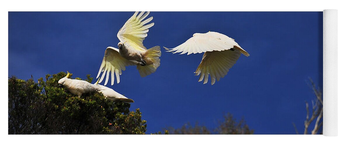 Acrylic Print Yoga Mat featuring the photograph Cockatoos On the Wing by Harry Spitz