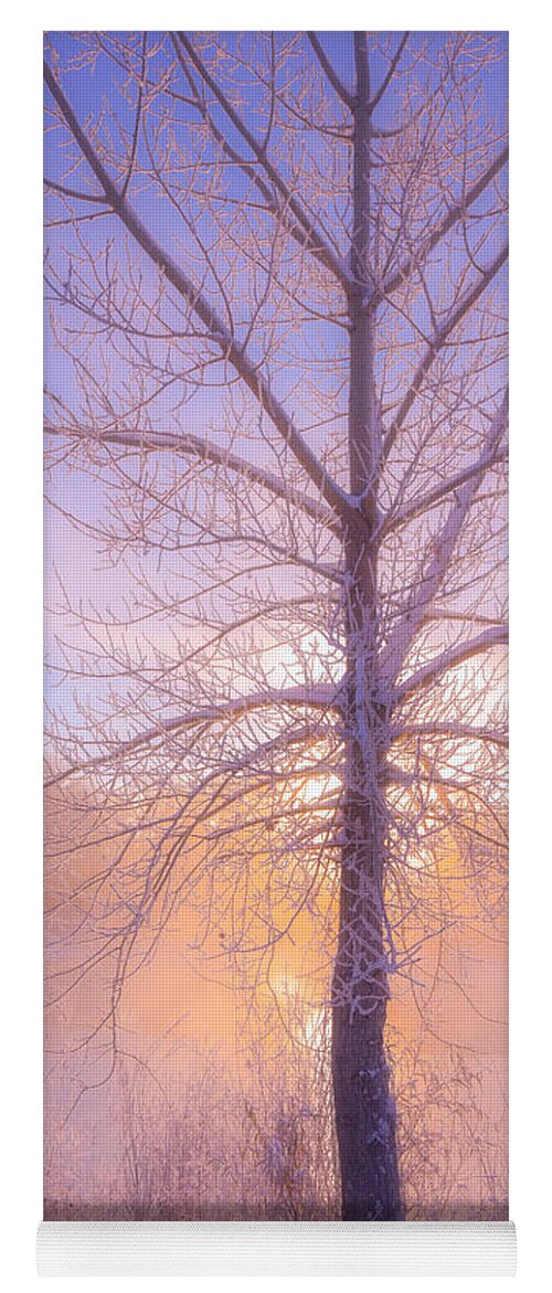 Fog Yoga Mat featuring the photograph Cold Winter Morning by Darren White