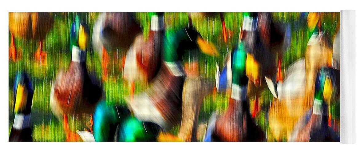 Duck Yoga Mat featuring the photograph Colorful Confusion by Frozen in Time Fine Art Photography