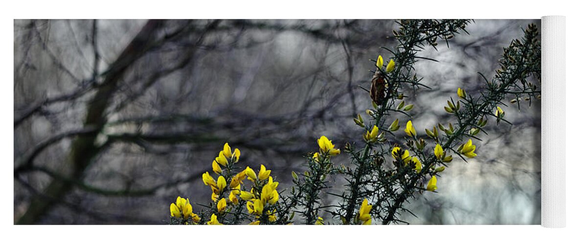 Britain Yoga Mat featuring the photograph Common Gorse in the Woodland by Rod Johnson