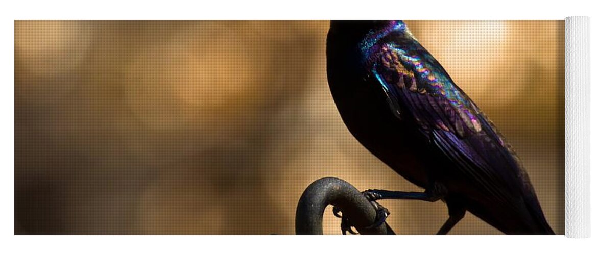 Common Grackle Yoga Mat featuring the photograph Common Grackle by Robert L Jackson