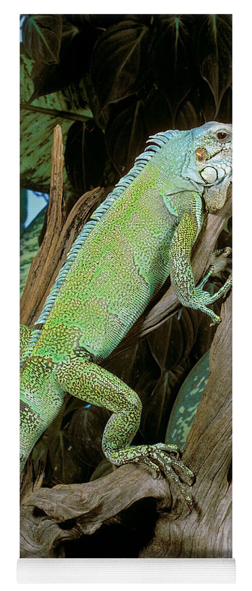Vertical Yoga Mat featuring the photograph Common Iguana by ER Degginger