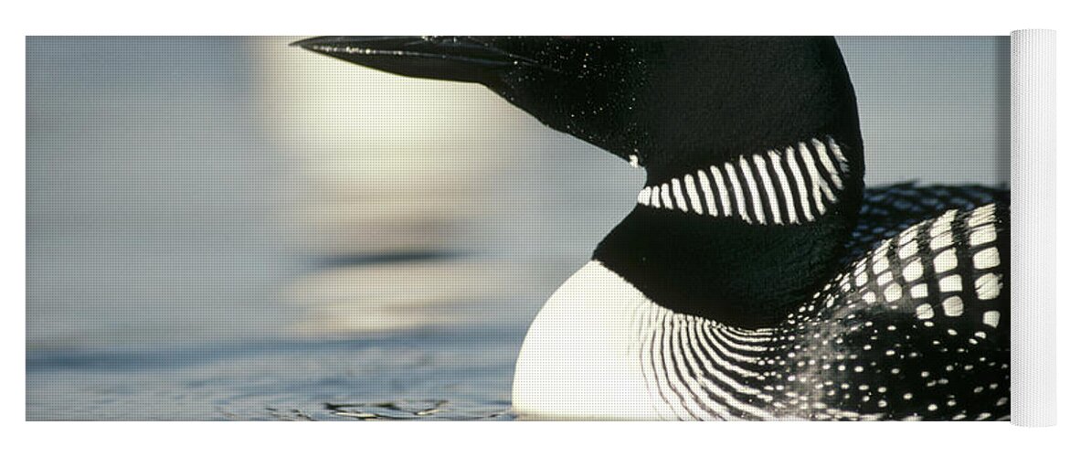 Feb0514 Yoga Mat featuring the photograph Common Loon On Lake In Summer Wyoming by Michael Quinton