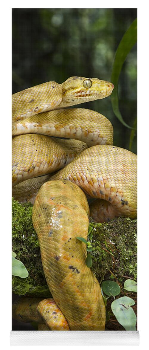 Pete Oxford Yoga Mat featuring the photograph Common Tree Boa -yellow Morph by Pete Oxford