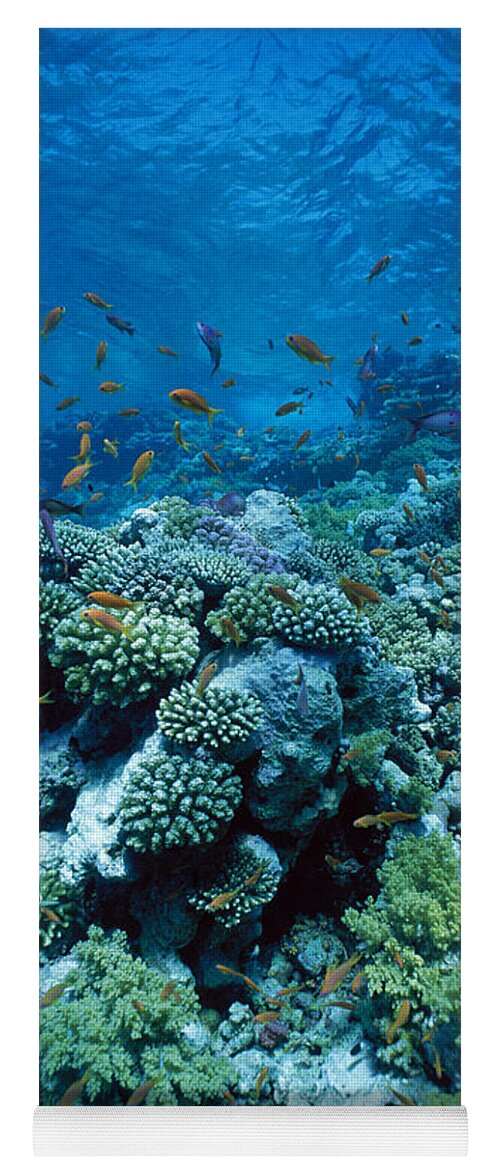 Fishes Yoga Mat featuring the photograph Coral Reef by Jeff Rotman