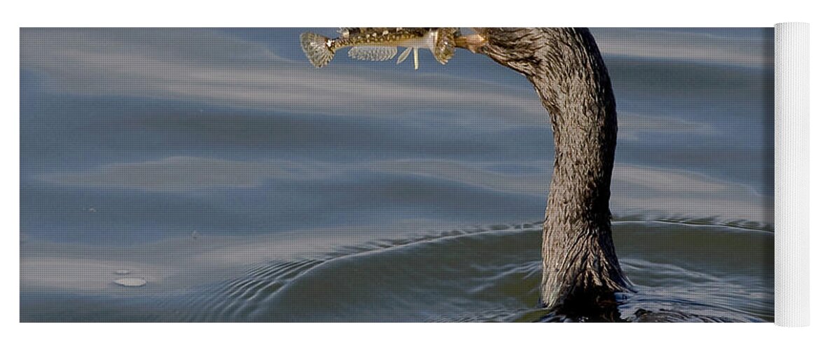 Pelagic Cormorant Yoga Mat featuring the photograph Cormorant with Fish by Betty Depee