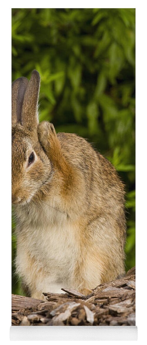 535854 Yoga Mat featuring the photograph Cottontail Rabbit Grooming by Steve Gettle