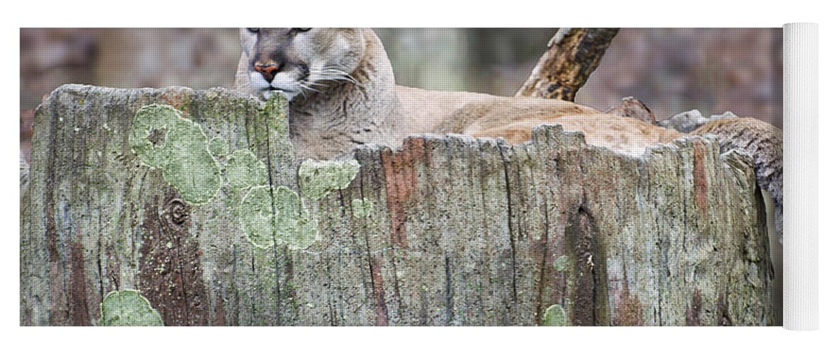 Cougar Yoga Mat featuring the photograph Cougar on a stump by Flees Photos
