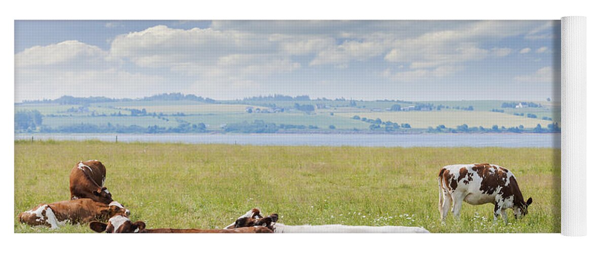 Cows Yoga Mat featuring the photograph Cows in pasture by Elena Elisseeva