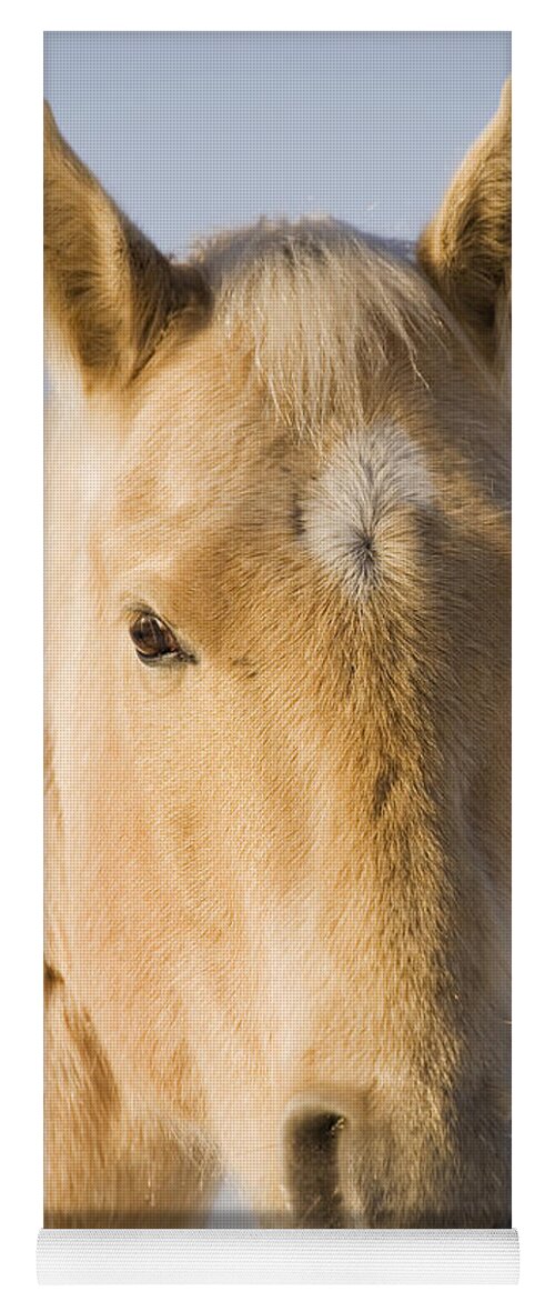 Animal Yoga Mat featuring the photograph Cream Coloured Horse Head Looking by Michael Interisano