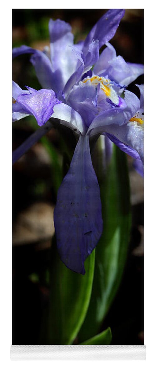 Crested Dwarf Iris Yoga Mat featuring the photograph Crested Dwarf Iris by Michael Eingle