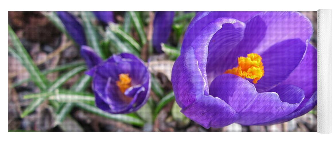 Blue Yoga Mat featuring the photograph Crocus sativus by Rosita Larsson