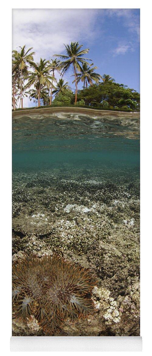Pete Oxford Yoga Mat featuring the photograph Crown-of-thorns Starfish Fiji by Pete Oxford