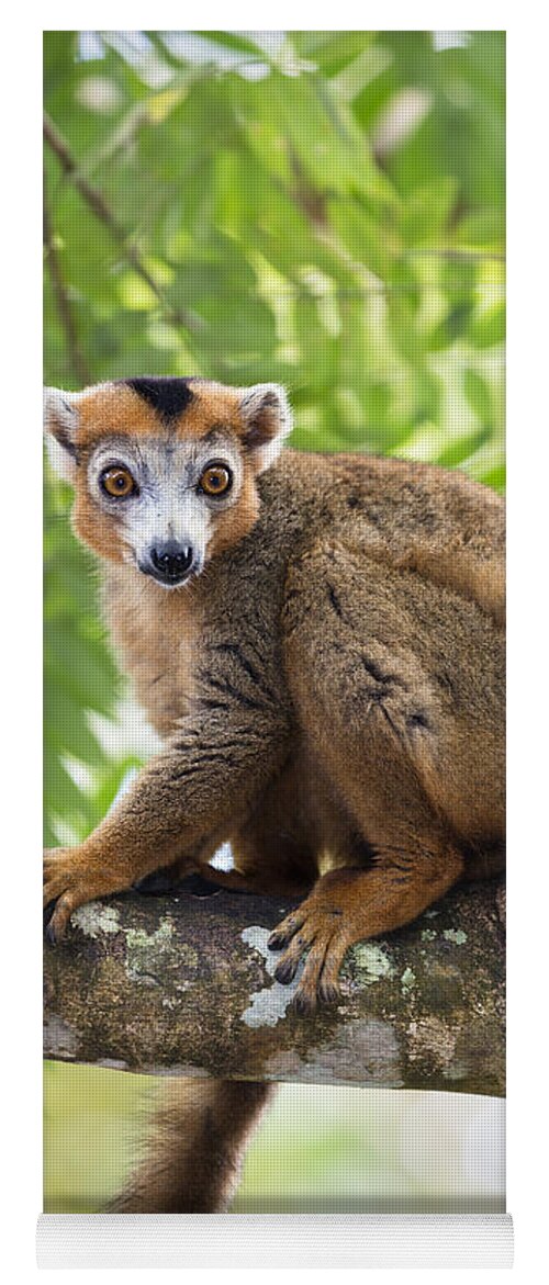 Feb0514 Yoga Mat featuring the photograph Crowned Lemur Male Madagascar by Konrad Wothe